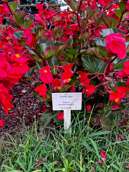 flowers at at JC Raulston Arboretum