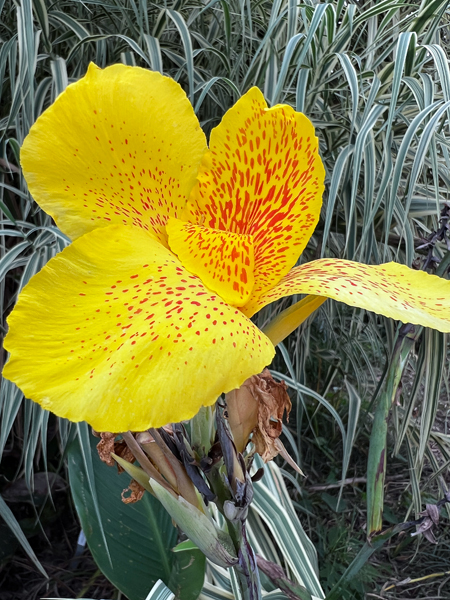 flower
