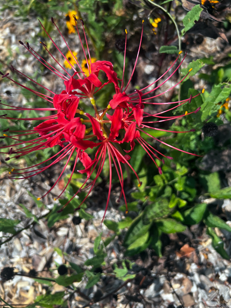 flower