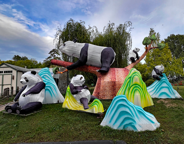 Pandas having fun during the day