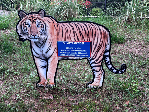 Sumatrian Tiger information