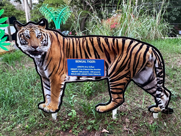 Bengal Tiger Information