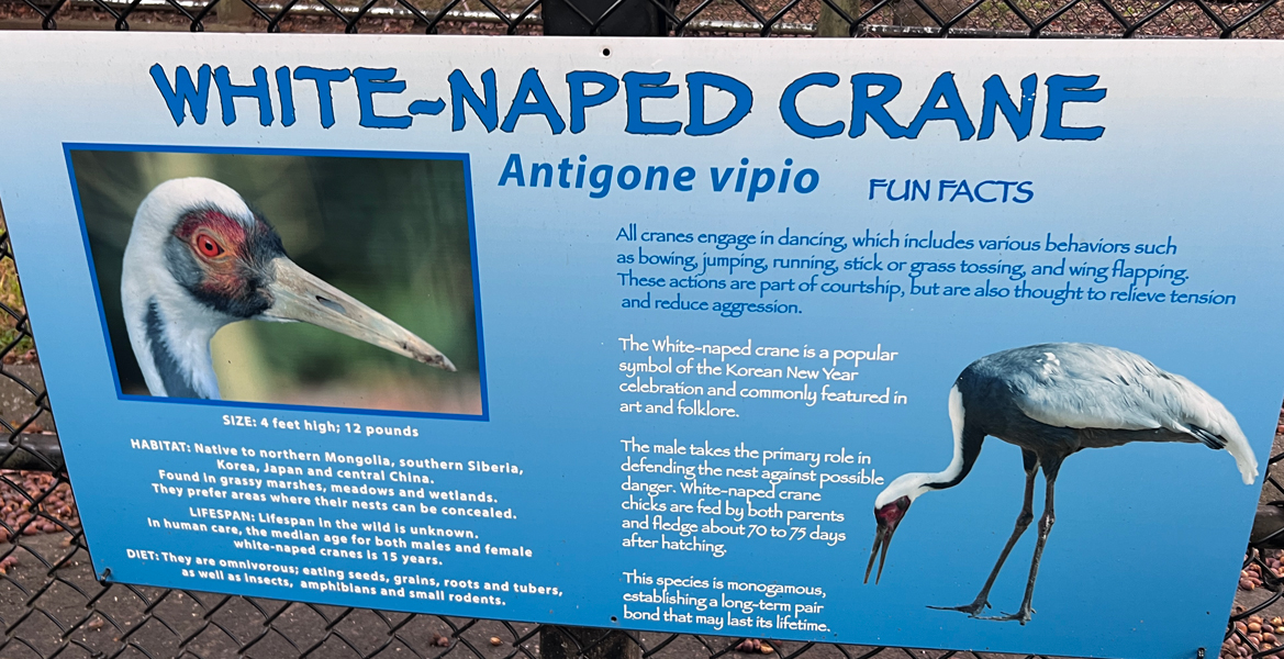sign about the White=Naped Crane