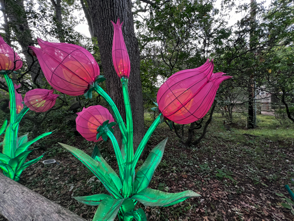 flower that light up