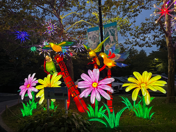 Night time view of the flower display