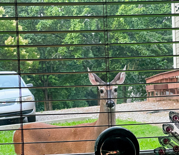 deer in 2025