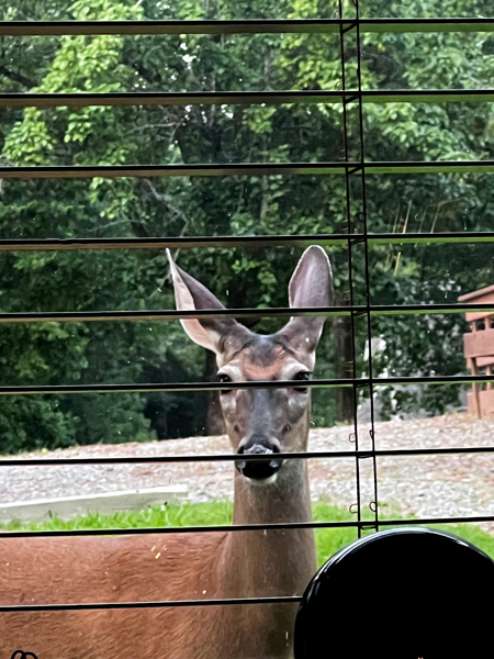 deer in 2025