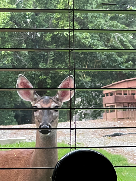 deer in 2025