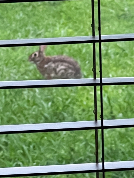 rabbit in the yard