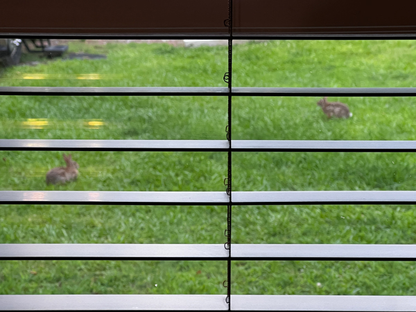 two rabbits in the yard