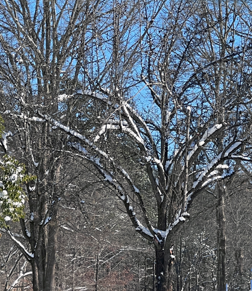 tree covered with snow