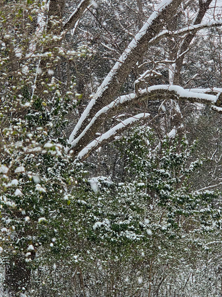 tree covered with snow