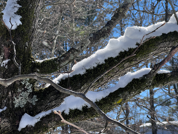 tree covered with snow