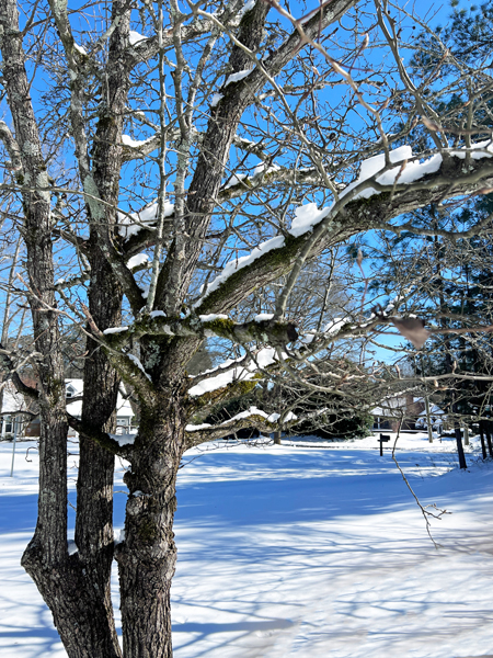 tree covered with snow