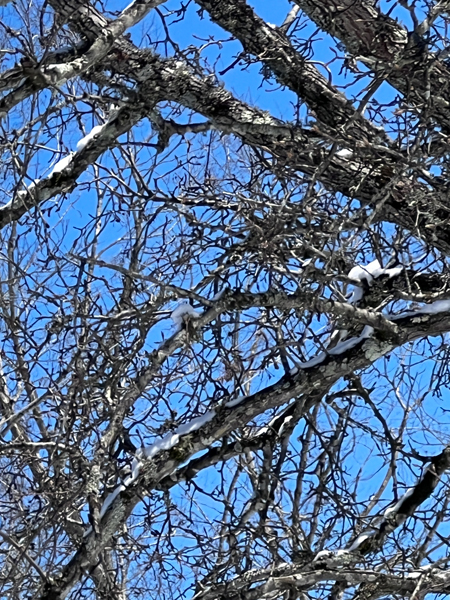 tree covered with snow