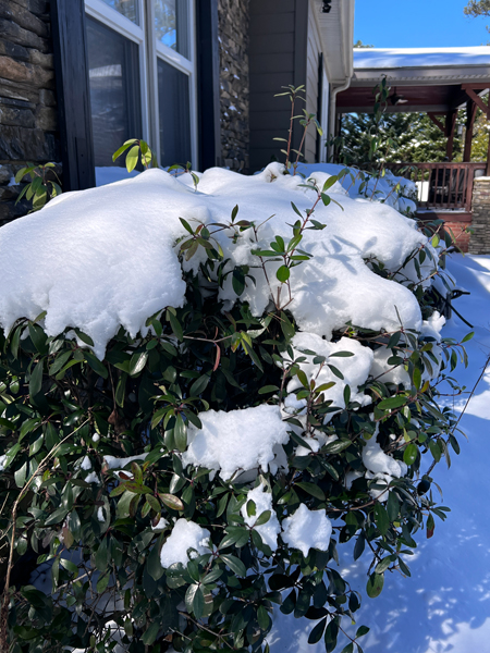 snow on hedge