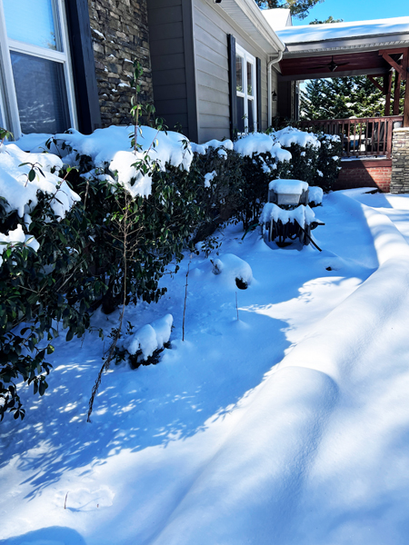 snow on hedges