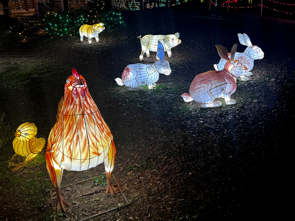 rooster, chicks and rabits