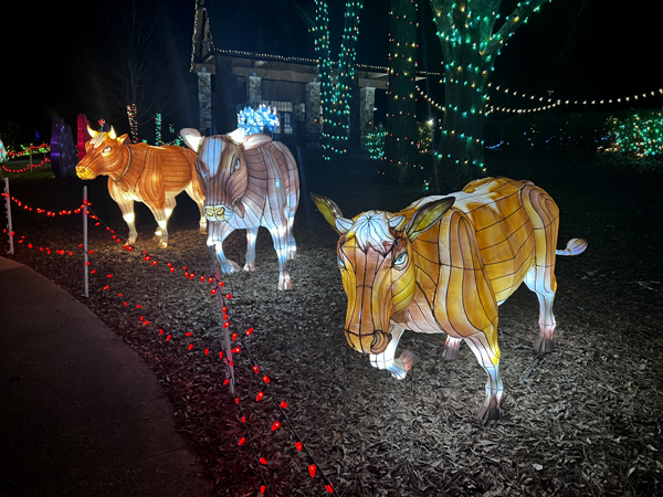 cows at night