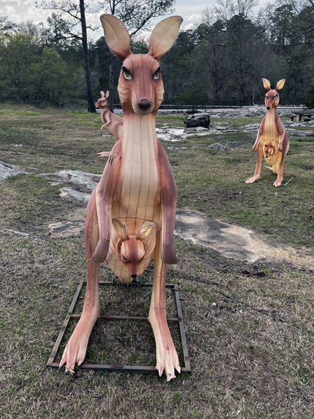 kangaroos and  their joey