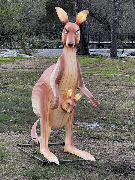 kangaroos and  their joey