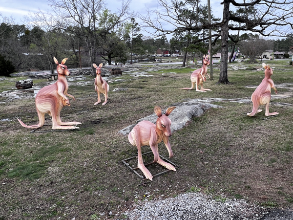 A lot of kangaroos