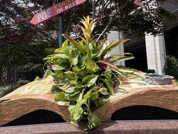 The tio if Curiosity Blooms by Cassandra Wiselka 