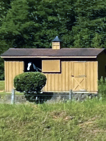 horse in a barn