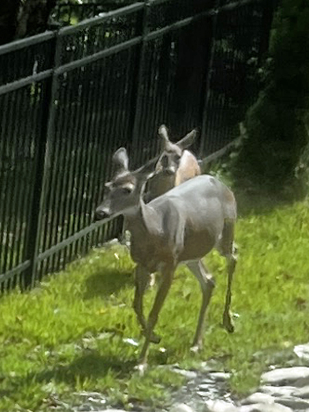 deer