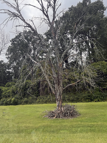 a weird naked tree