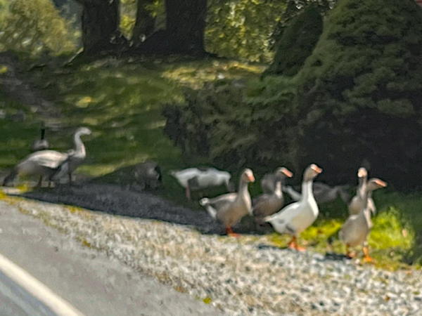 geese