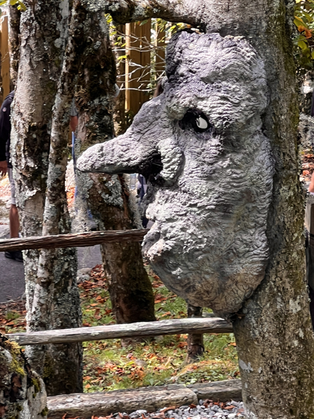 Face in a tree