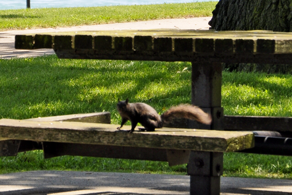 Black Squirrels