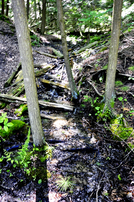 streams in Largo Springs