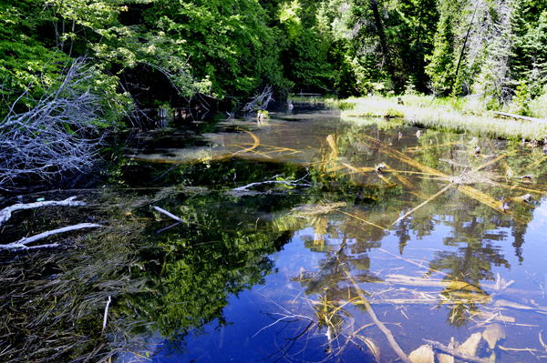 view from the boardwalk at Largo Springs