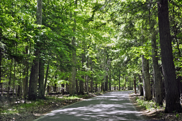 the road and trees on The Tunnel of Trees