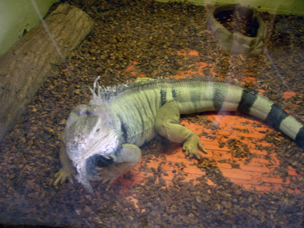 iguana at Miami Seaquarium