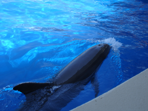 dolphin at Miami Seaquarium