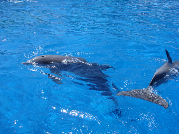 dolphins at Miami Seaquarium