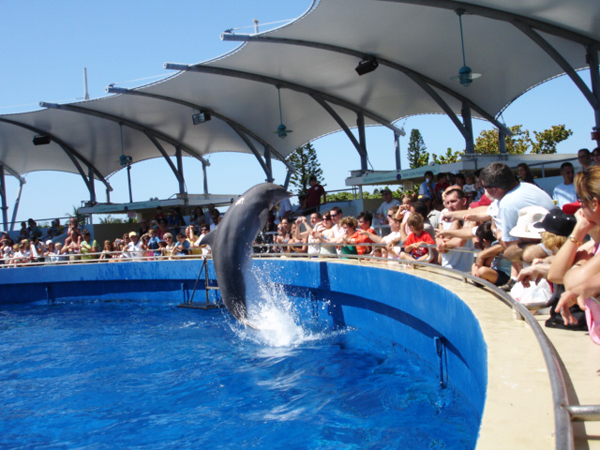The dolphin show
