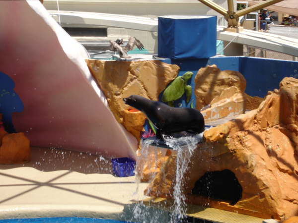 The seal loved the slide