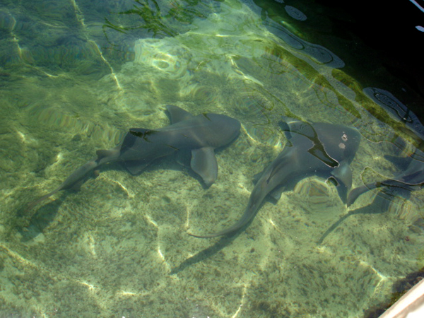Sharks at Miami Seaquarium