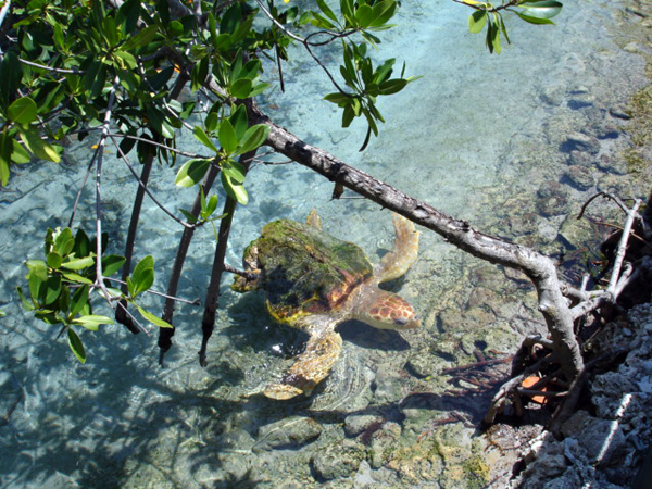 turtle at Miami Seaquarium