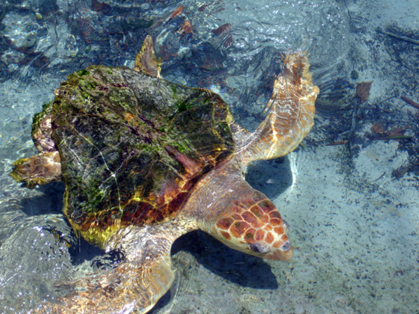 turtle at Miami Seaquarium