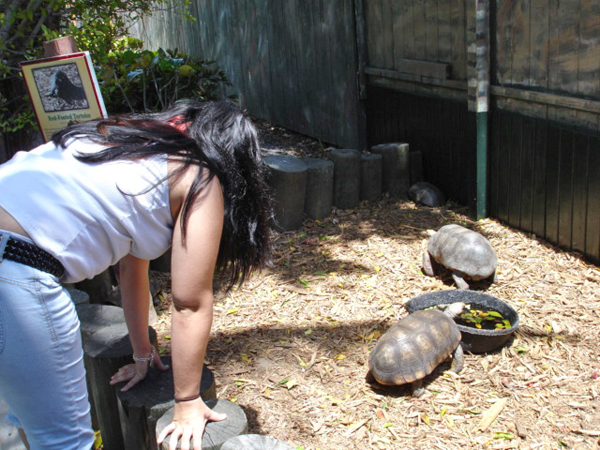 Kristen Davis and the turtles