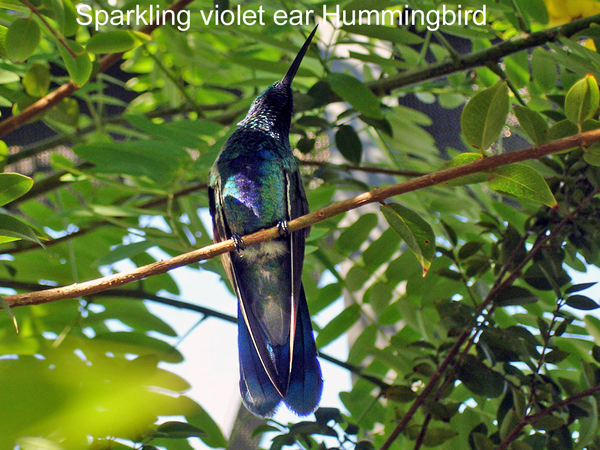 Sparkling Violet Ear Hummingbird