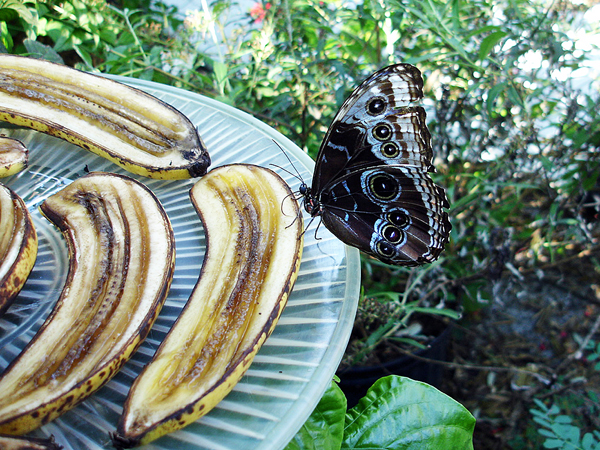 bananas and butterfly at Butterfly World