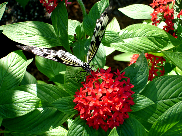 butterfly at Butterfly World