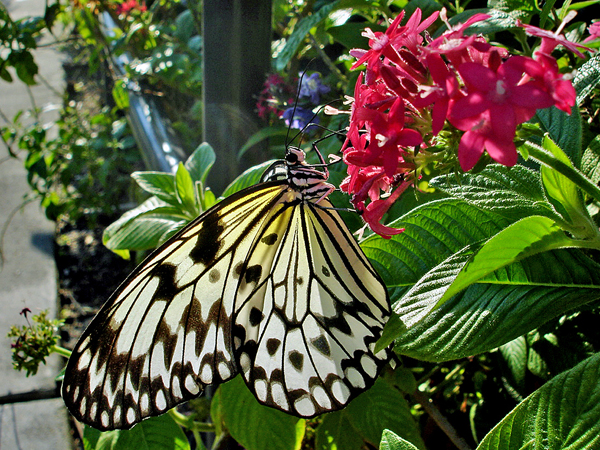 butterfly at Butterfly World