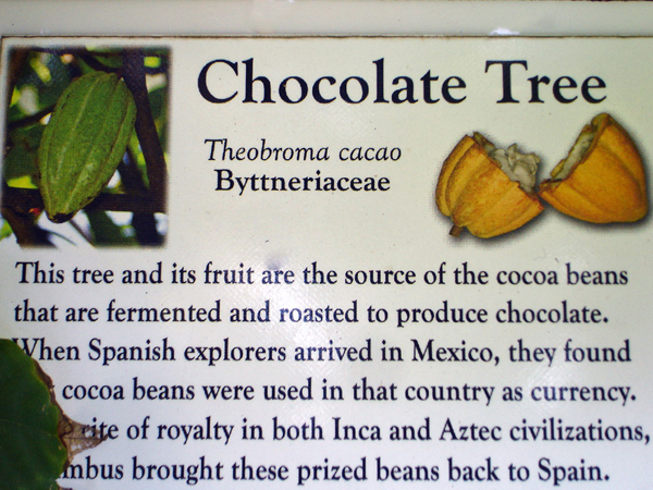 Chocolate Tree information
